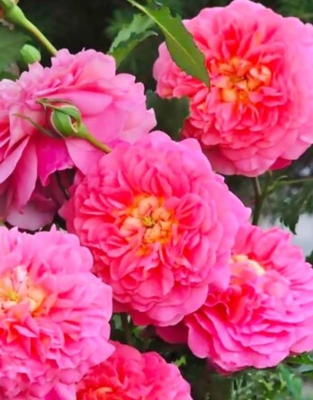 Роза Кристофер Марлоу