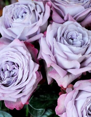 Роза Лавендер Бабблс