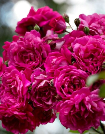 Роза Лагуна