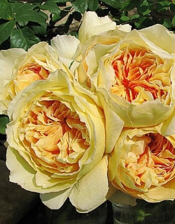 Роза Ликухоталу