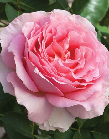 Роза Миранда