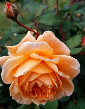 Роза Пет Остин