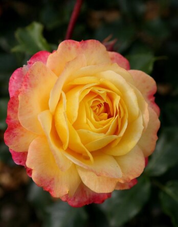 Роза Роуз де Хофнунг