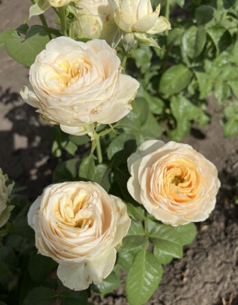 Роза Сан-тропе