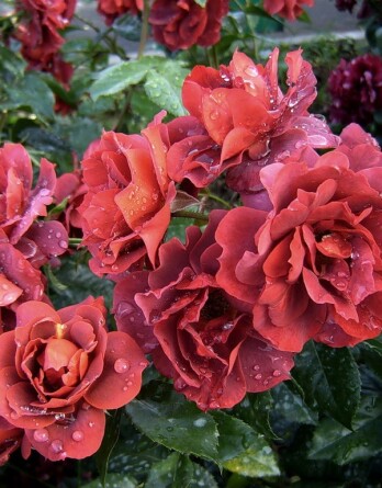 Роза Хот Шоколад