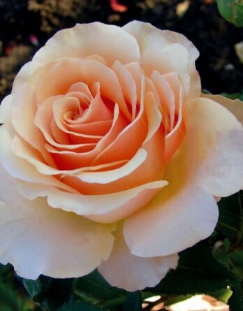 Роза Чандос Бьюти