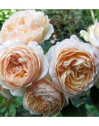 Роза Шарль Невро