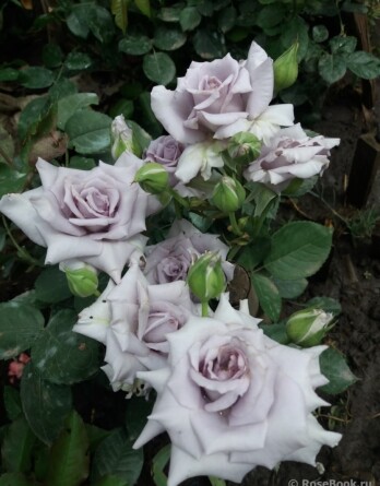 Роза Шато Мертию