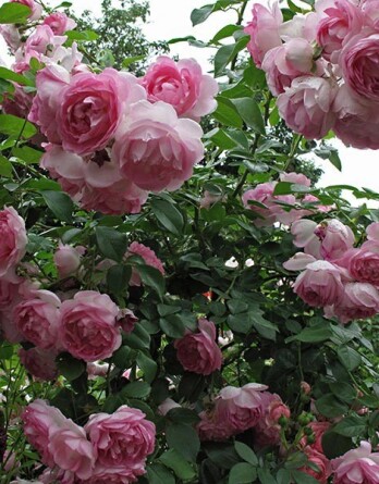 Роза жасмина