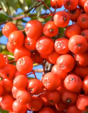 Рябина Вкусная