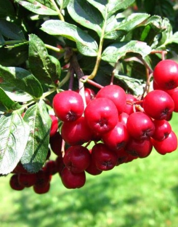 Рябина Рубиновая