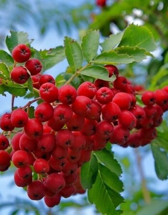 Рябина Сказочная