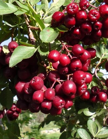 Рябина Титан