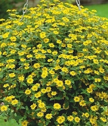 Санвиталия Куин оф Санлайт