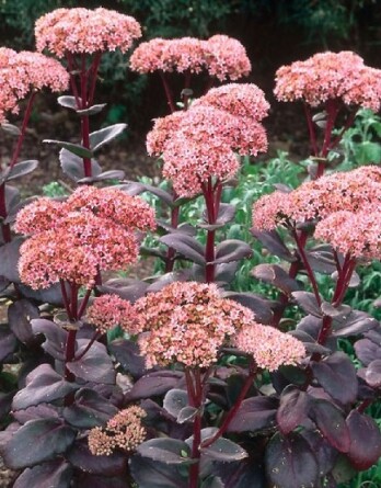 Седум Матрона