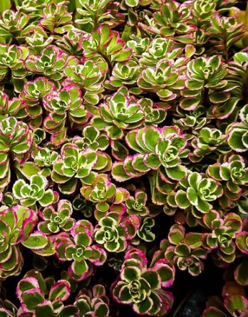 Седум Триколор