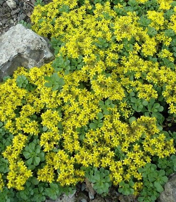 Седум Царс Голд