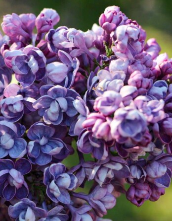 Сирень Ами Шот