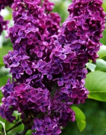 Сирень Анна Шиач