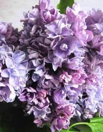 Сирень Валентин Серов