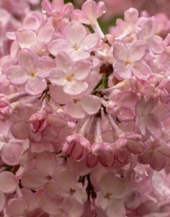 Сирень Вечерний звон