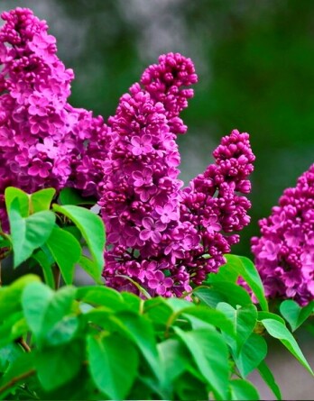 Сирень День Победы