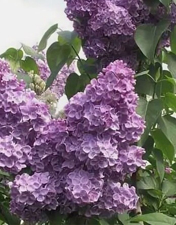 Сирень Илья Муромец