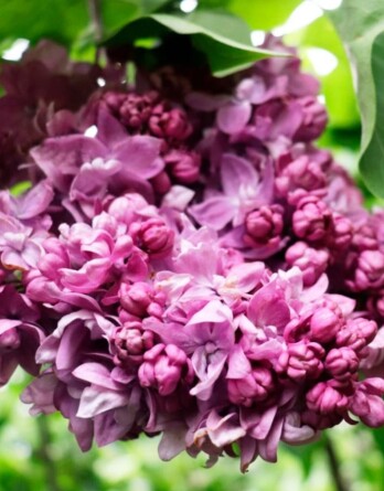 Сирень Ирина Архипова