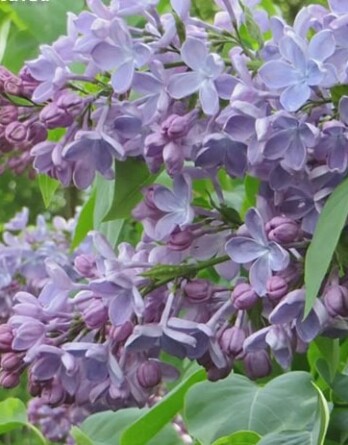 Сирень Ладога