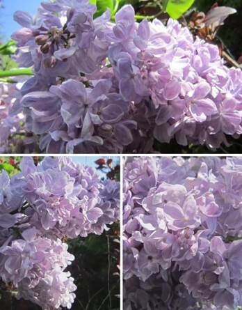 Сирень Летний Сад