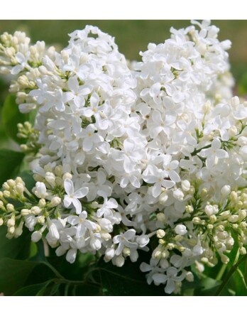 Сирень Маленький Принц