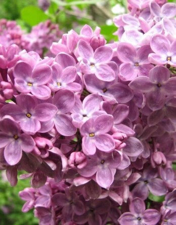 Сирень Маршал Бирюзов