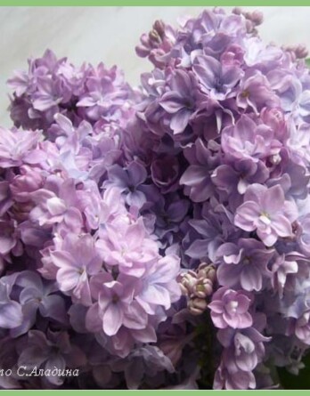 Сирень Маршал Конев