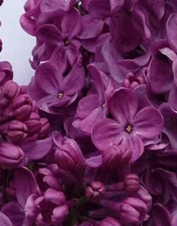 Сирень Маршал Соколовский