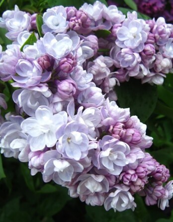 Сирень Михайло Ломоносов