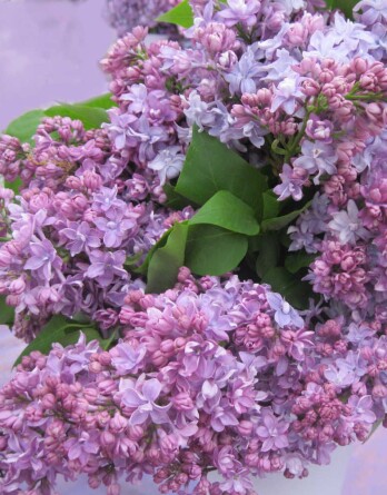 Сирень ПП Кончаловский