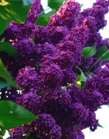 Сирень Патриот