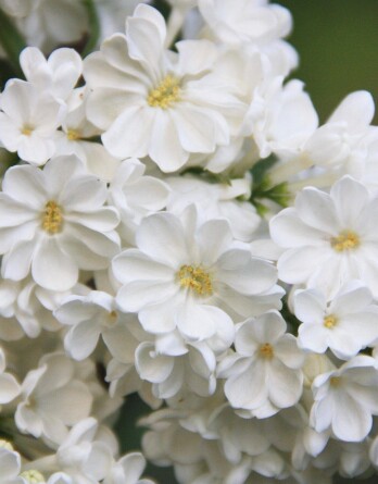 Сирень Рочестер