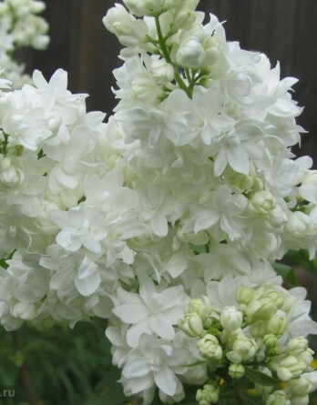 Сирень Русский Север