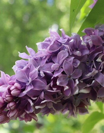 Сирень Серебряный Век