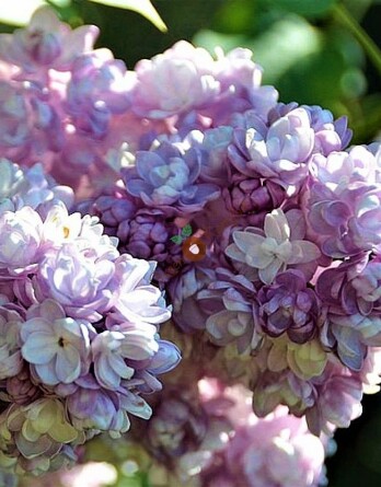 Сирень Федерико Гарсия Лорка