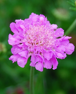 Скабиоза Пинк мист