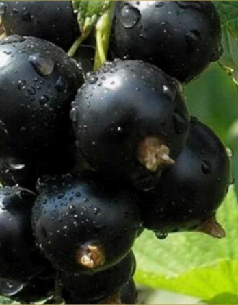 Смородина Грация