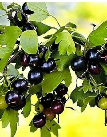 Смородина Ида