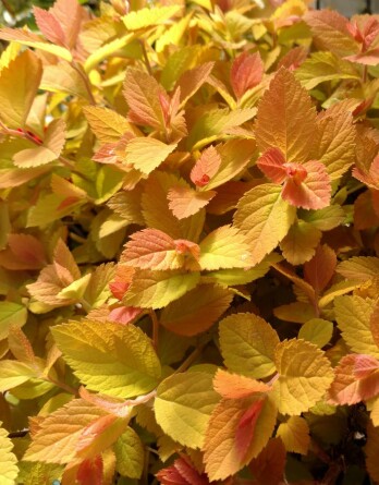 Спирея Дабл Плей Биг Бенд