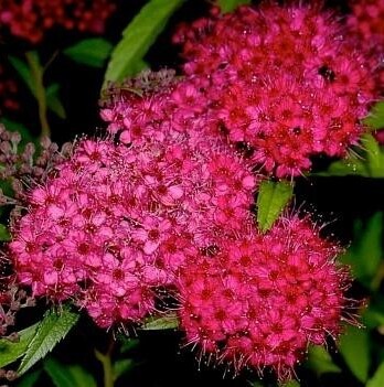 Спирея Суперстар