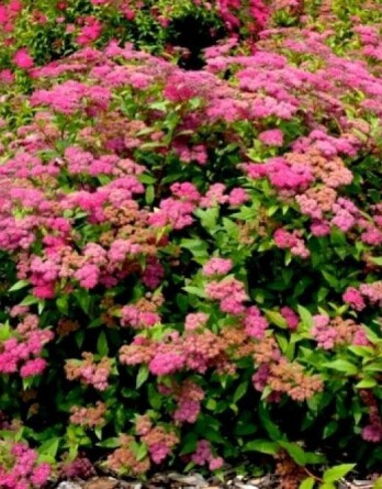 Спирея Фробелли