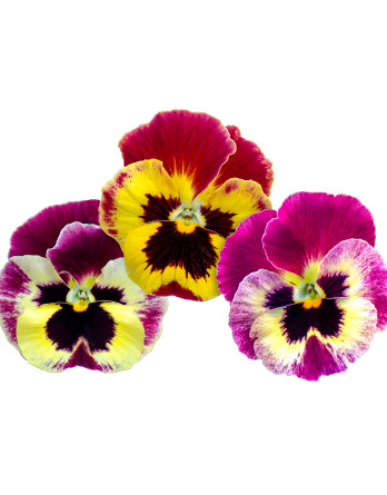 Стравберри ванилла