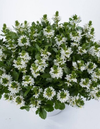 Сцевола Вайт Тач