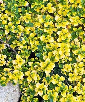 Тимьян Доне Вале Аурео